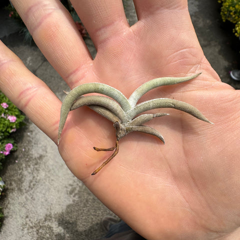 Simegarden Tillandsia tenebra