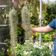 Simegarden Tillandsia usneoides XL