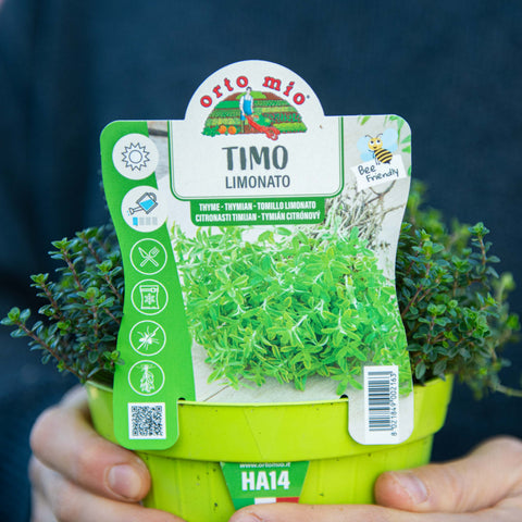 Simegarden Timo limonato 14 cm