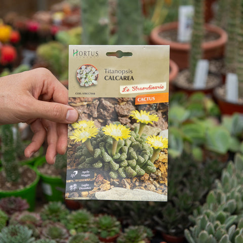 Simegarden Titanopsis calcarea Semi