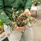 Simegarden Trachelospermum jasminoides tricolor 15 cm