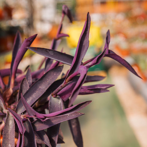 Simegarden Tradescantia pallida 17 cm