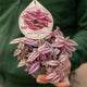 Simegarden Tradescantia pink paradise 12 cm