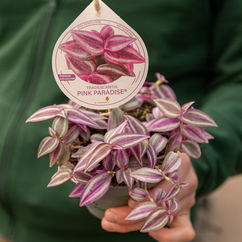 Simegarden Tradescantia pink paradise 12 cm
