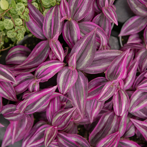Simegarden Tradescantia pink paradise