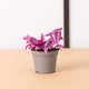 Simegarden Tradescantia pink paradise