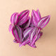 Simegarden Tradescantia pink paradise