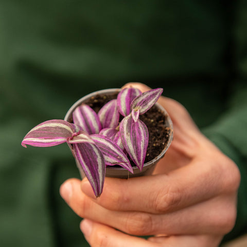 Simegarden Tradescantia pink paradise 6 cm