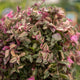 Simegarden Tradescantia quadricolor 17 cm