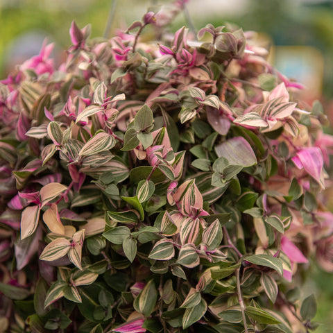 Simegarden Tradescantia quadricolor 17 cm