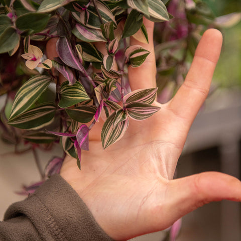 Simegarden Tradescantia quadricolor 17 cm