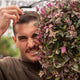 Simegarden Tradescantia quadricolor 17 cm