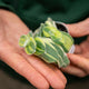 Simegarden Tradescantia sillamontana pelosa 6 cm