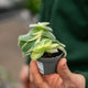 Simegarden Tradescantia sillamontana pelosa 6 cm