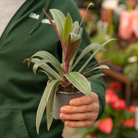 Simegarden Tradescantia spathacea 11 cm