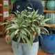 Simegarden Tradescantia spathacea 20 cm