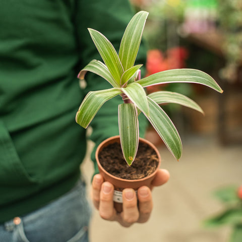 Simegarden Tradescantia spathacea 9 cm