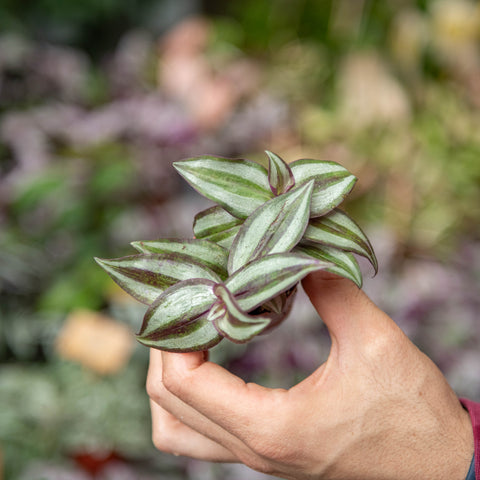 Simegarden Tradescantia zebrina 5.5 cm