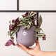 Simegarden Tradescantia zebrina