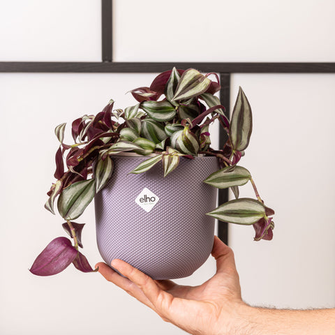Simegarden Tradescantia zebrina
