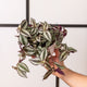 Simegarden Tradescantia zebrina