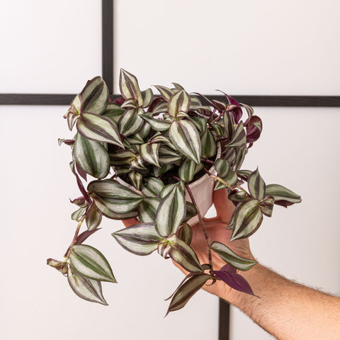 Simegarden Tradescantia zebrina