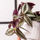 Simegarden Tradescantia zebrina
