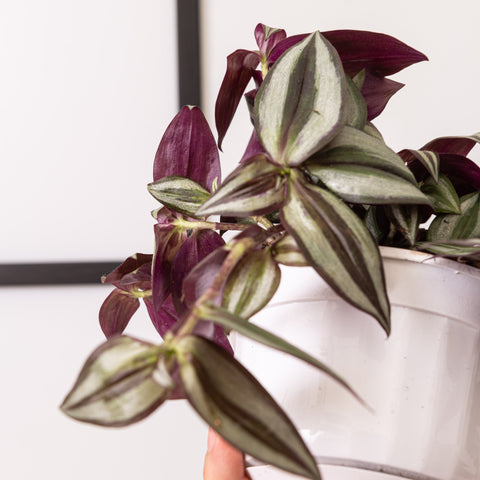 Simegarden Tradescantia zebrina