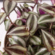 Simegarden Tradescantia zebrina