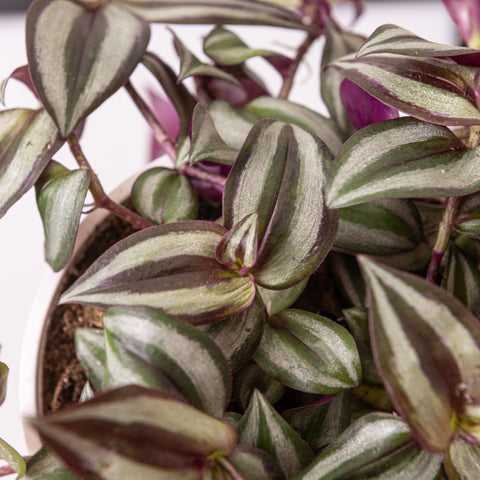 Simegarden Tradescantia zebrina