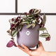 Simegarden Tradescantia zebrina