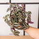 Simegarden Tradescantia zebrina