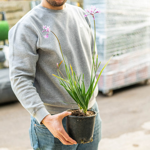 Simegarden Tulbaghia violacea 17 cm