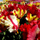 Simegarden Tulipano pappagallo 7 / mix