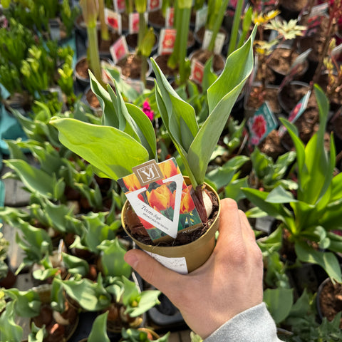 Simegarden Tulipano pianta