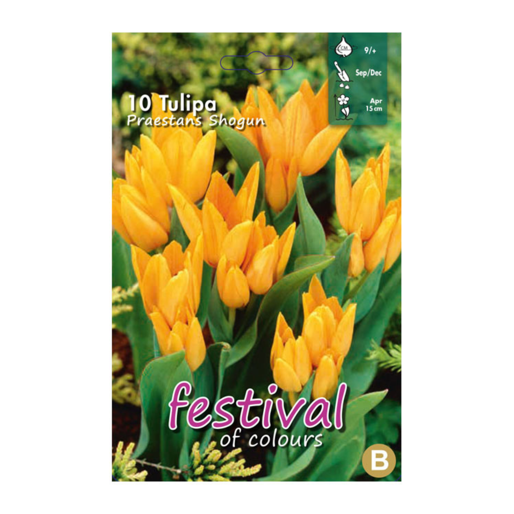 OFFERTA 70 BULBI TULIPANO FIOR DI GIGLIO SYNAEDA ORANGE BULBI AUTUNNALI Bulbs 89469116 OFFERTA 70 BULBI TULIPANO FIOR DI GIGLIO SYNAEDA ORANGE BULBI AUTUNNALI Bulbs 89469116