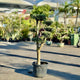 Simegarden Ulivo a palchi 45 cm