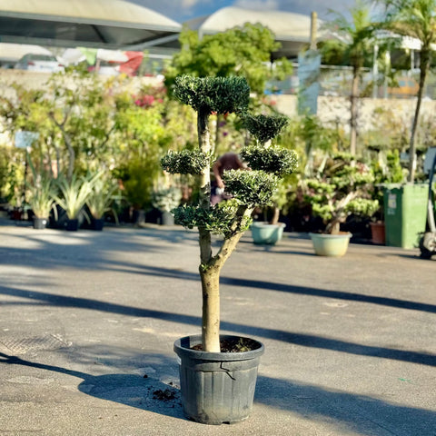 Simegarden Ulivo a palchi 45 cm