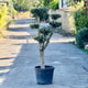 Simegarden Ulivo a palchi 45 cm