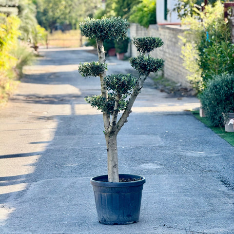 Simegarden Ulivo a palchi 45 cm