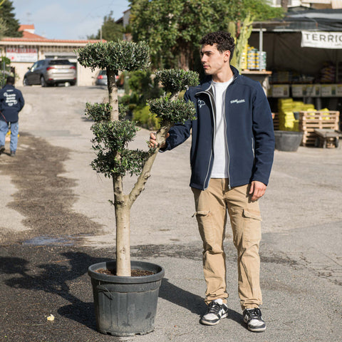 Simegarden Ulivo a palchi 45 cm