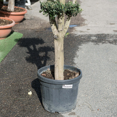 Simegarden Ulivo a palchi 45 cm