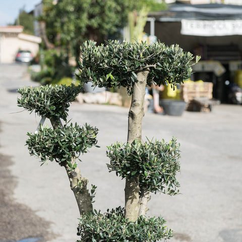 Simegarden Ulivo a palchi 45 cm