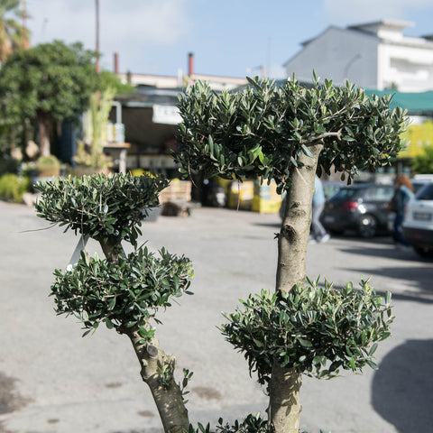 Simegarden Ulivo a palchi 45 cm