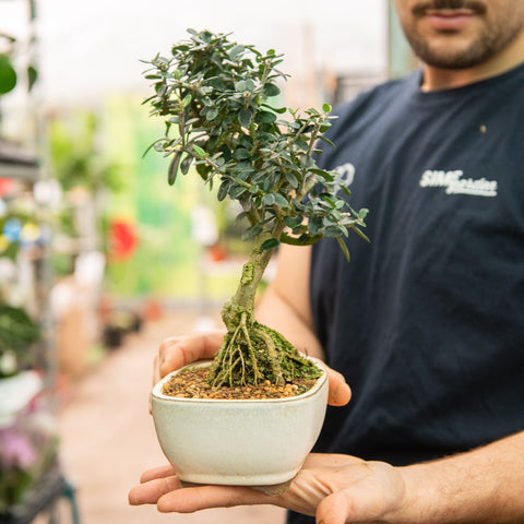 Simegarden Ulivo bonsai