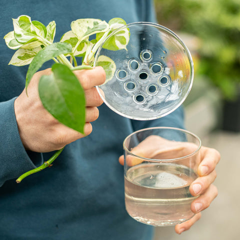 Simegarden Vaso per talee Vetro