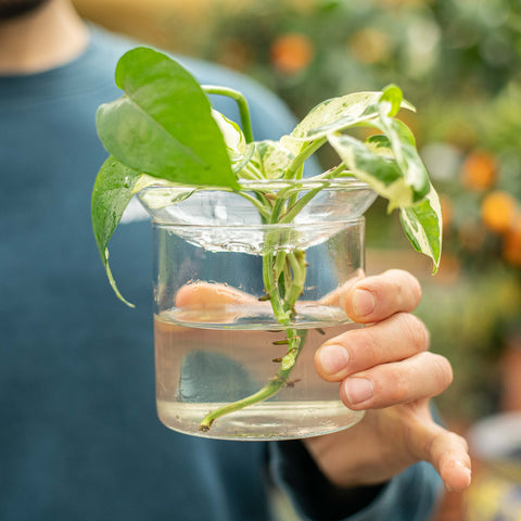 Simegarden Vaso per talee Vetro