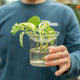 Simegarden Vaso per talee Vetro