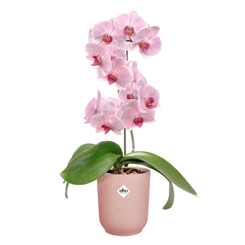 Simegarden Vaso trasparente Vibes fold orchid