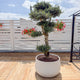 Simegarden Vaso urbano acaya